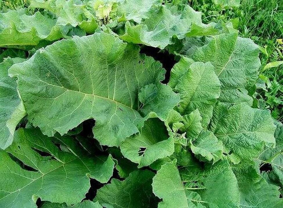 Burdock leaves - a folk remedy for the treatment of varicose veins